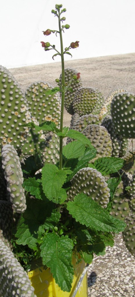 Pianta sconosciuta nel vaso - Scrophularia sp.