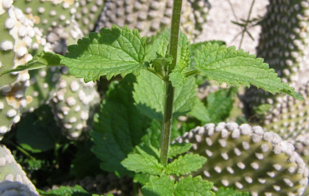 Pianta sconosciuta nel vaso - Scrophularia sp.