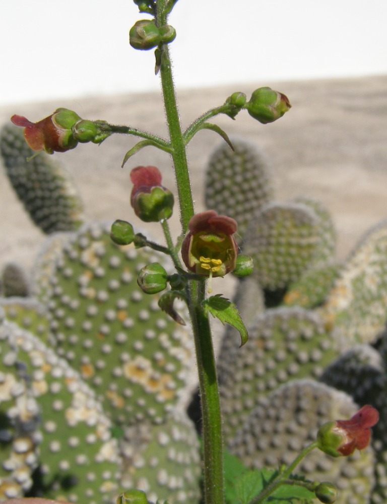 Pianta sconosciuta nel vaso - Scrophularia sp.