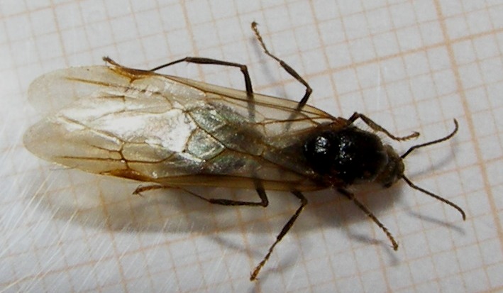 Formica alata (maschio di Messor sp.)