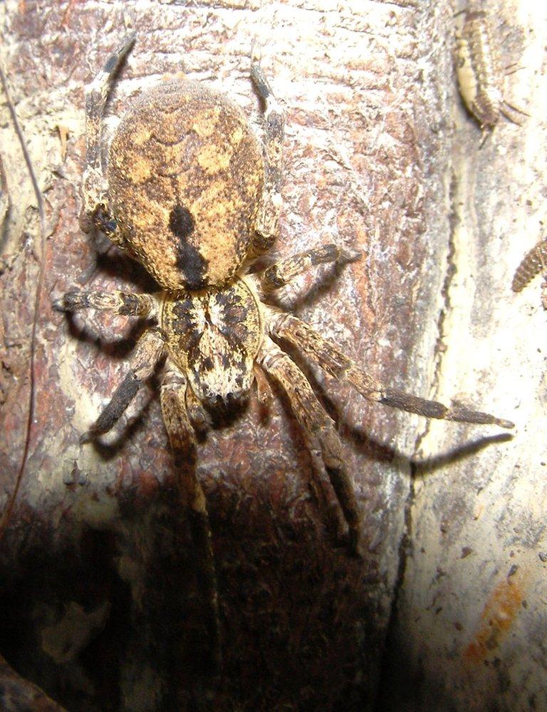 Zoropsis sp.