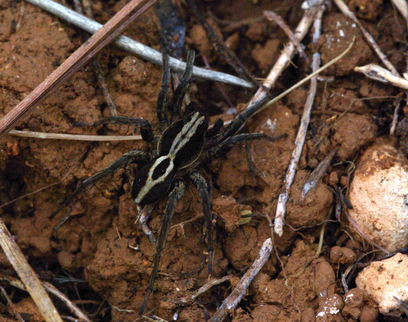 Ragno lupo? No. Salticidae