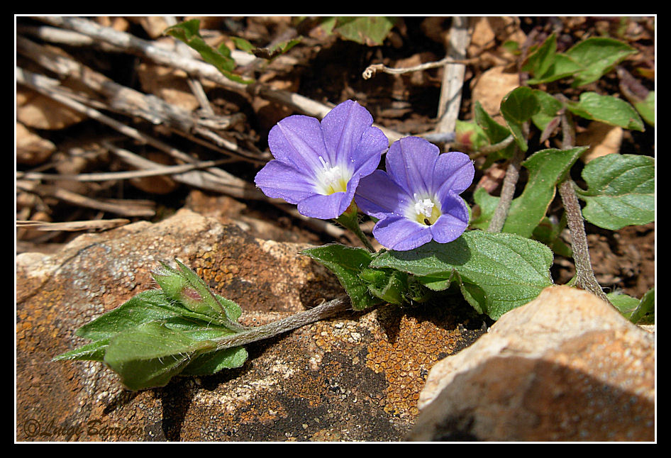 Vita tra le rocce.........