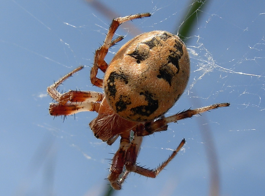 Il ragno di palude: Larinioides sp.