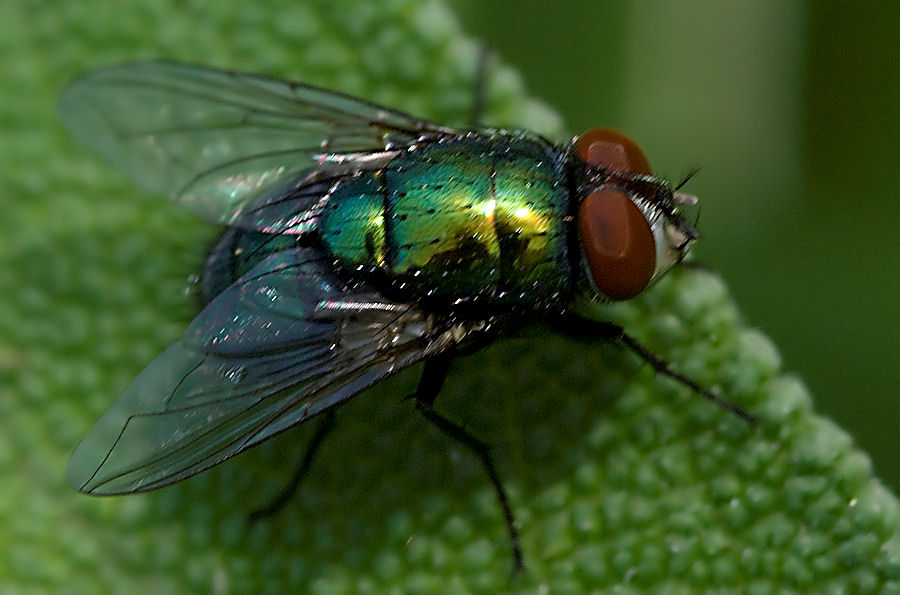 Mosca verde