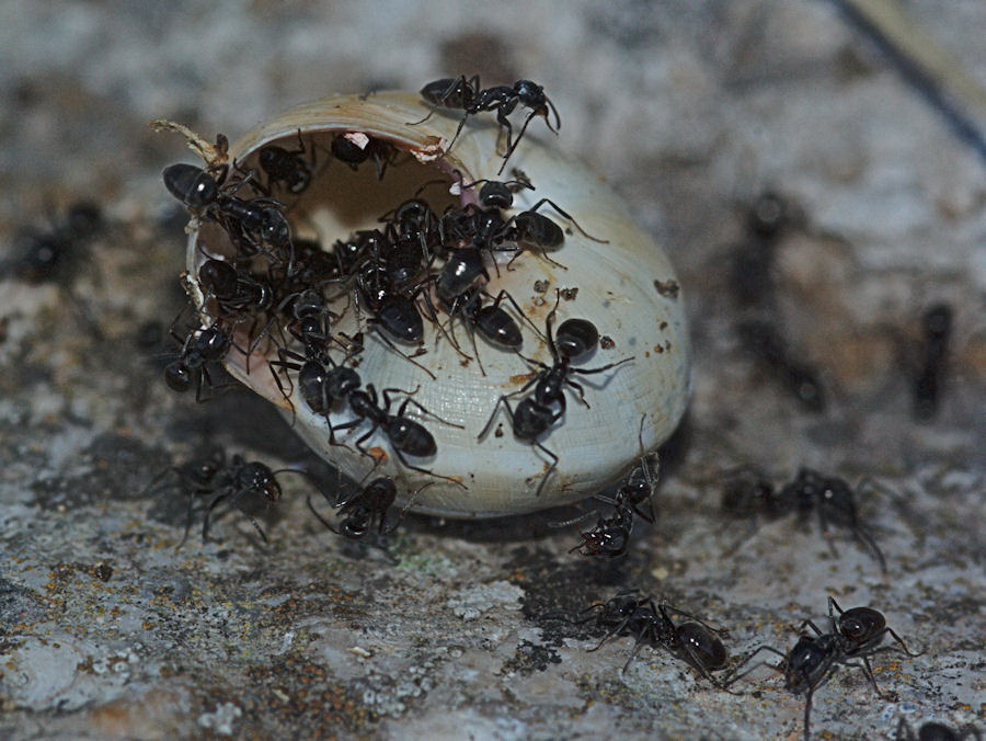 Formiche sicule: Tapinoma sp.