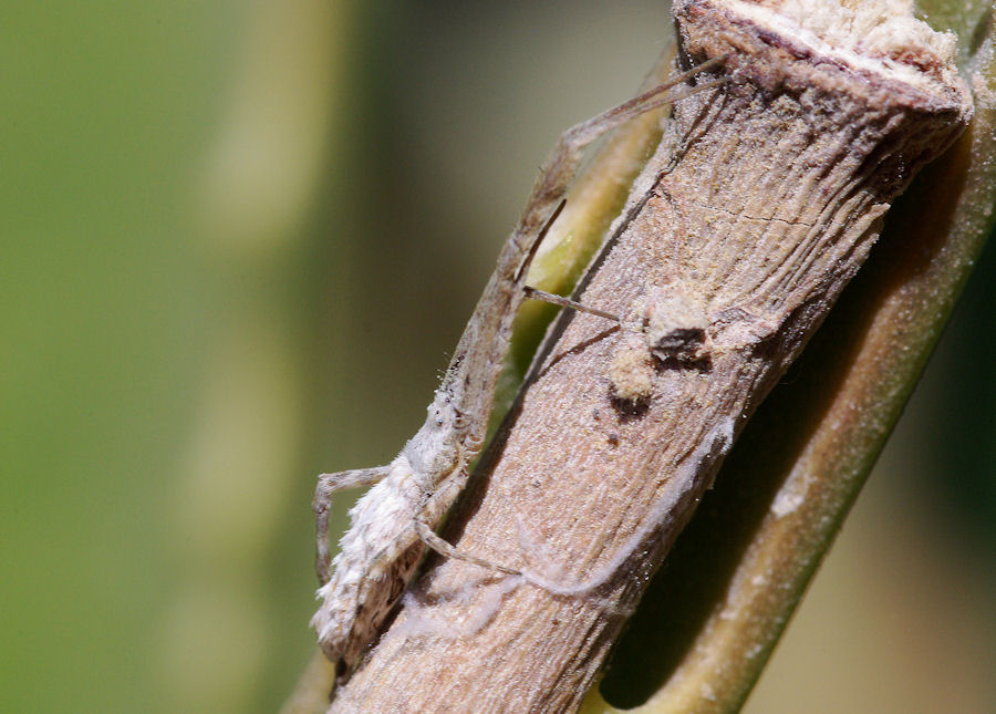 Uloborus walckenaerius e Hyptiotes sp.