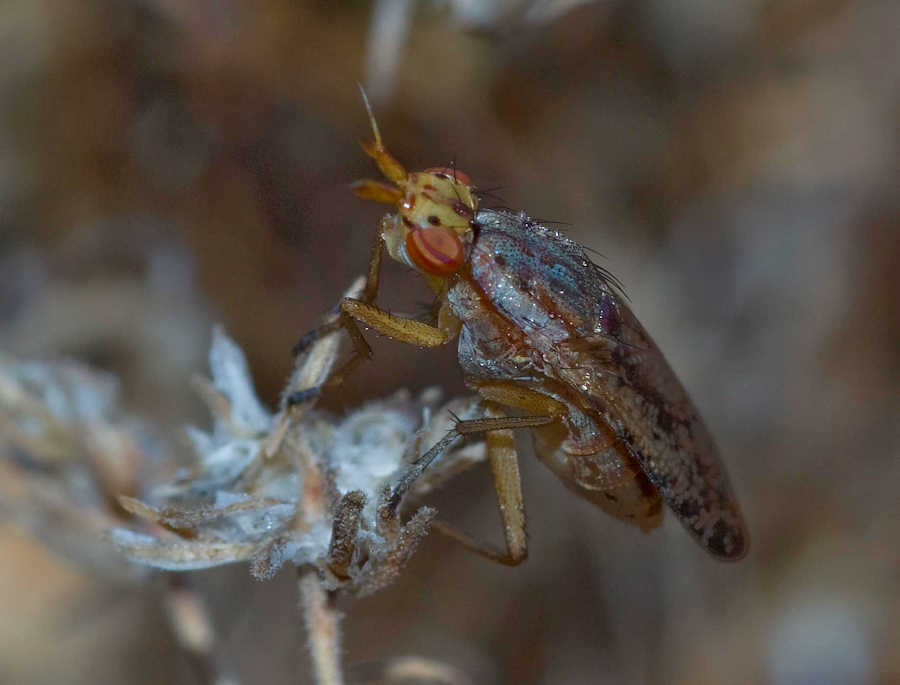 Sciomyzidae:Euthycera?