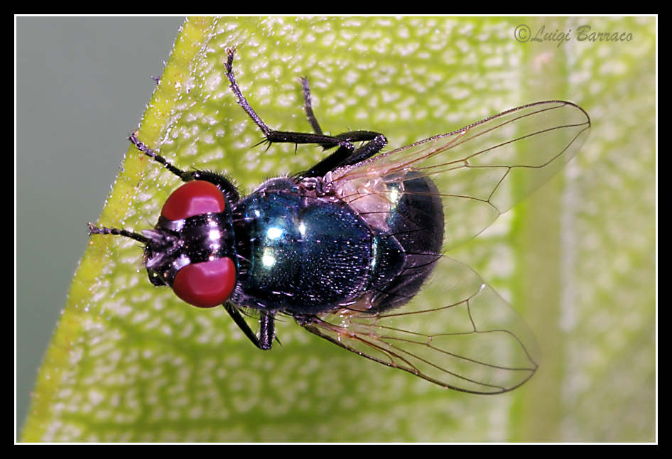 Pyrellia vivida ♀ (Muscidae)