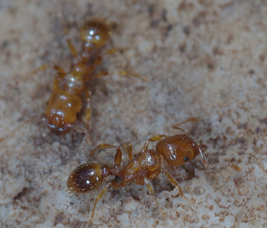 Pheidole