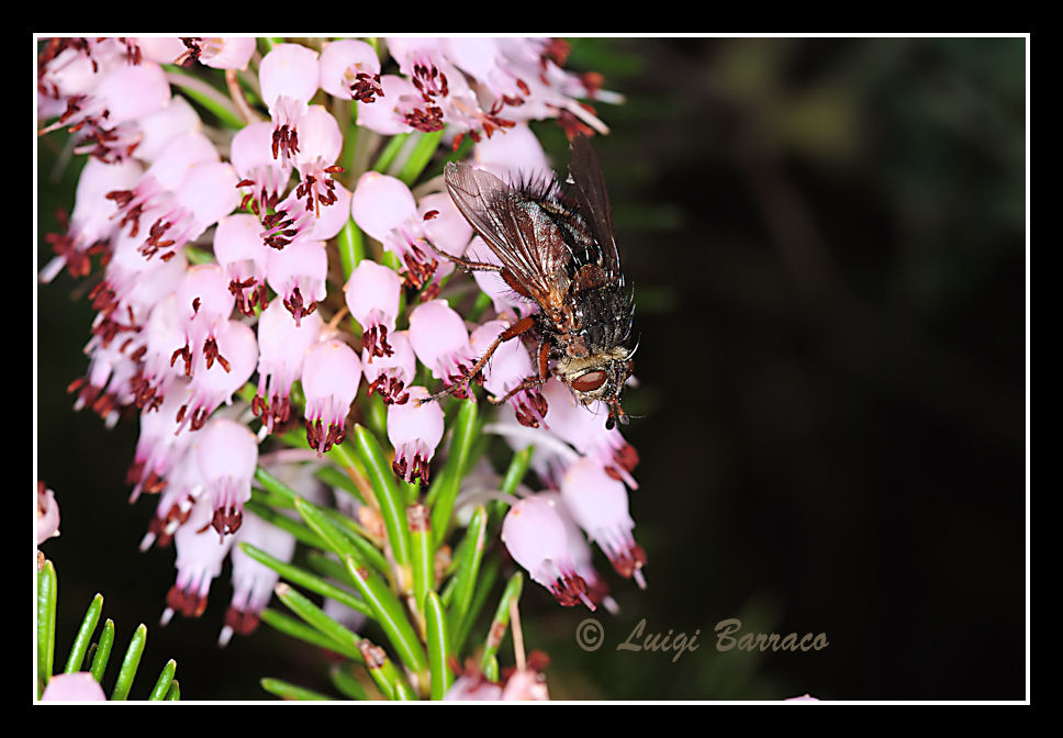 Quiz (Erica multiflora)