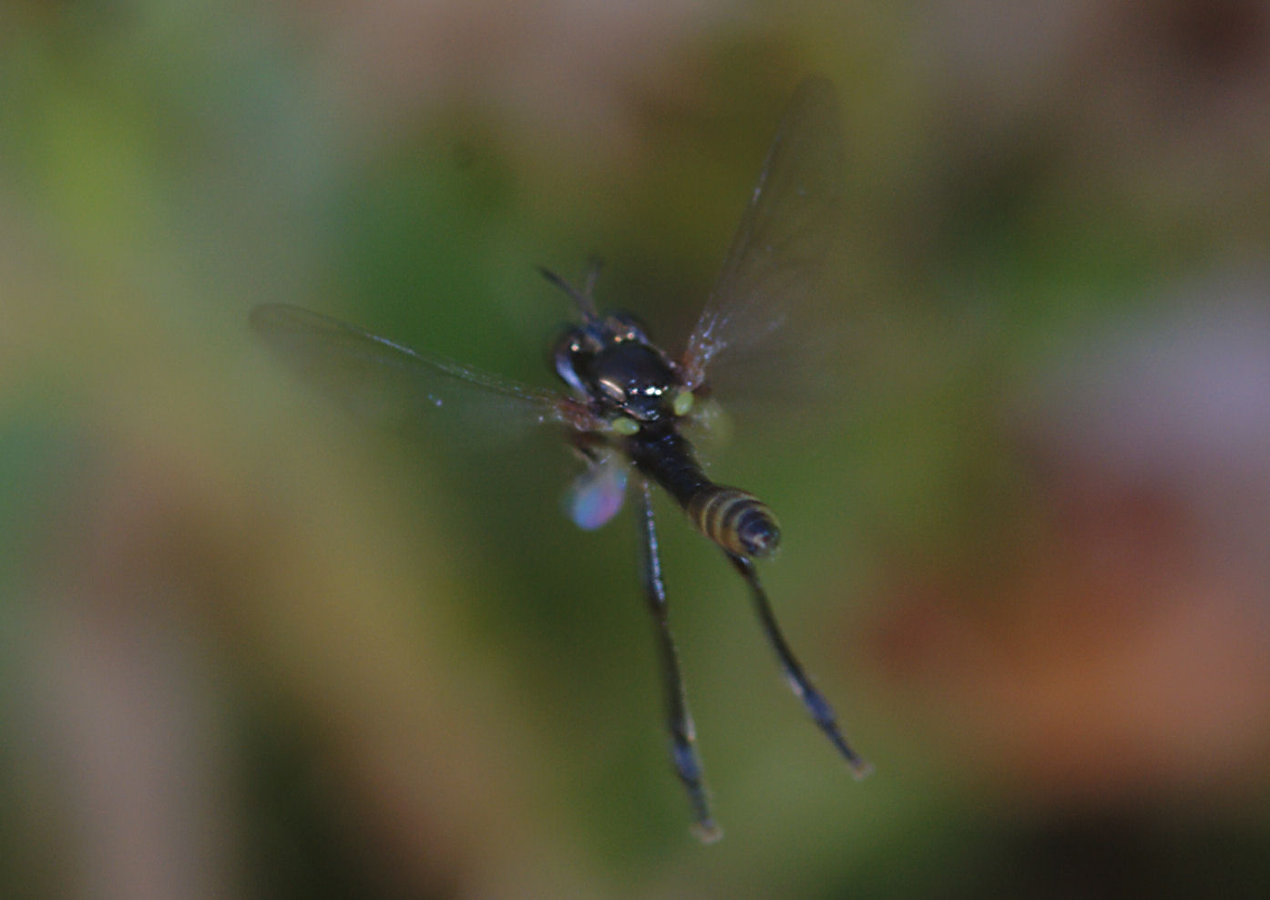 Dittero in volo