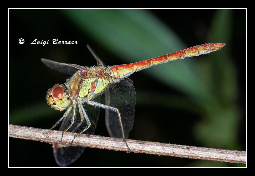 Sympetrum: sanguineum? striolatum