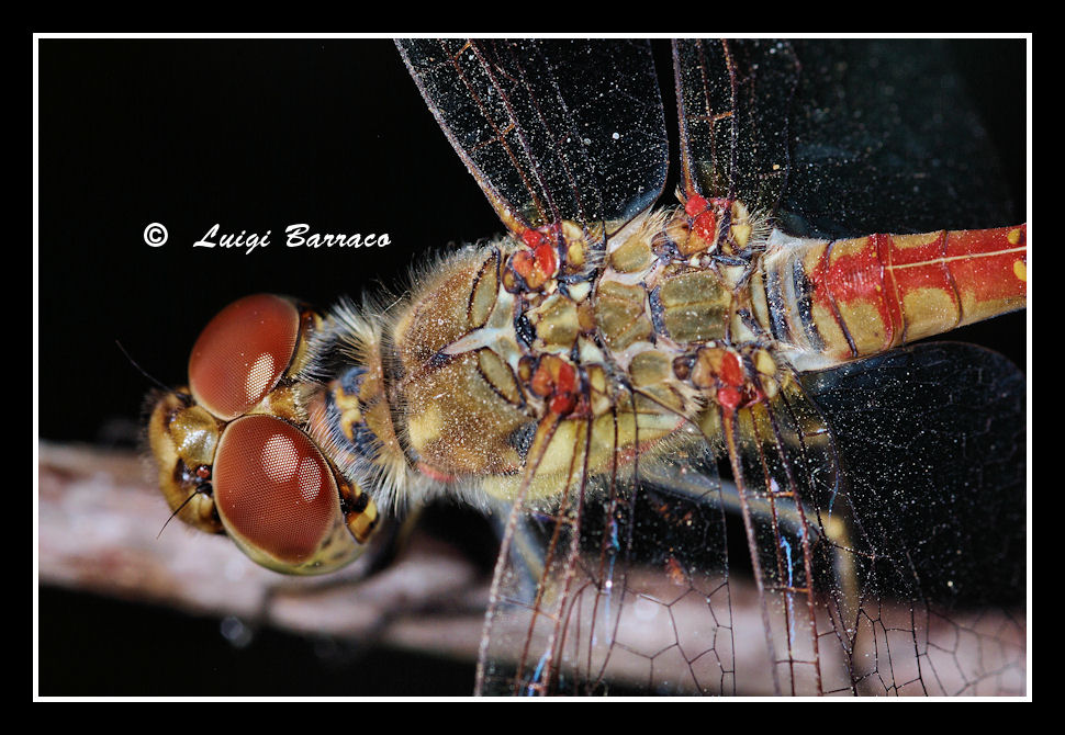 Sympetrum: sanguineum? striolatum