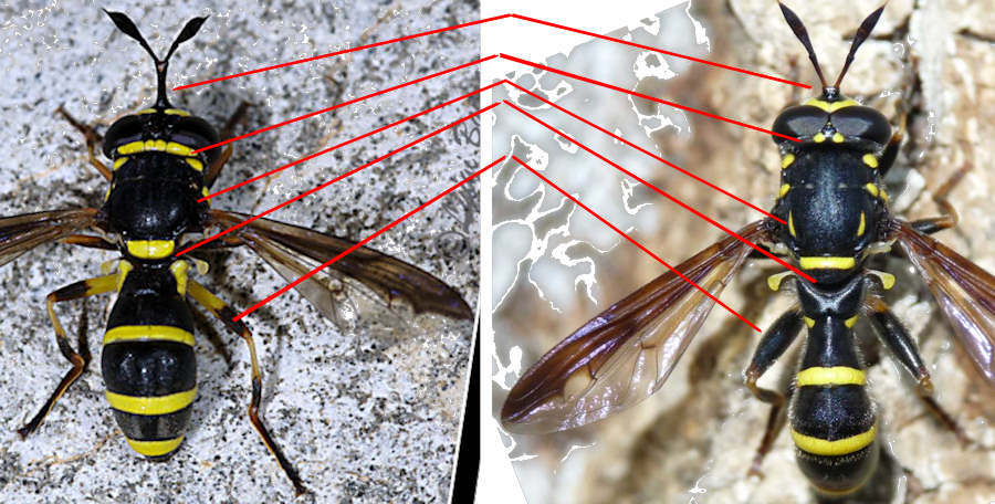 Quiz occhi Sphiximorpha subsessilis ♂ (Syrphidae)