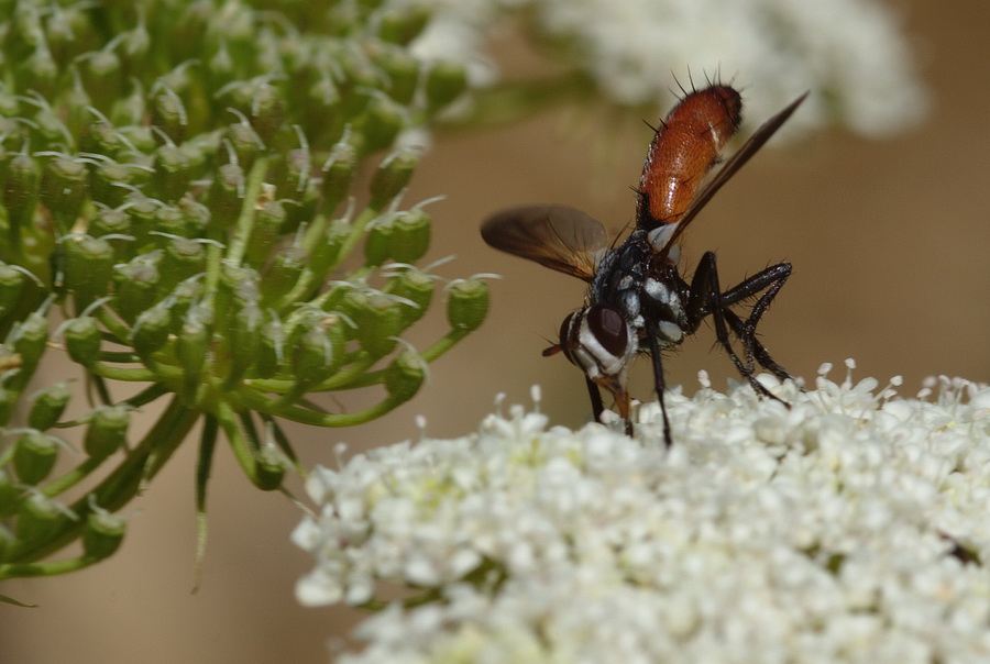 Cylindromya sp. (Tachinidae)