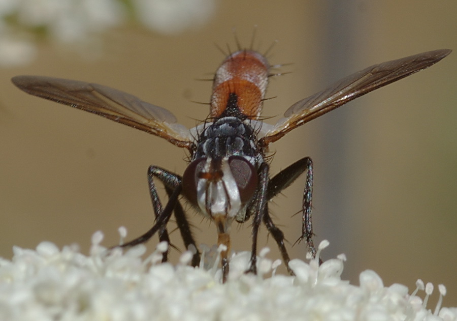 Cylindromya sp. (Tachinidae)