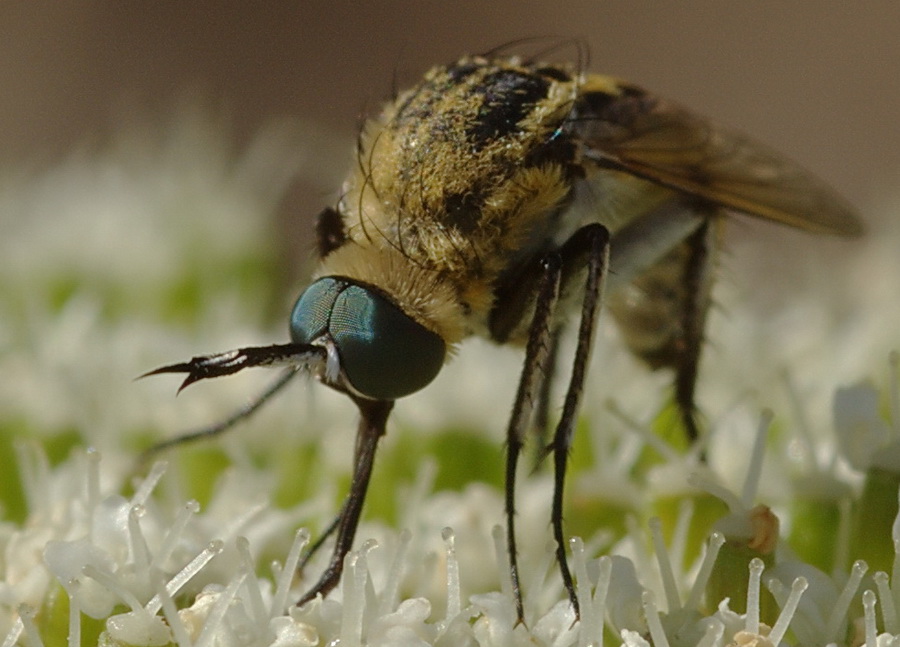 Mosca gibbosa