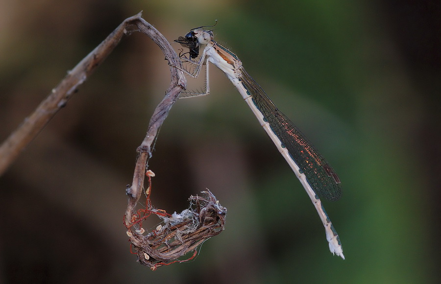 Efferate damigelle: Sympecma fusca