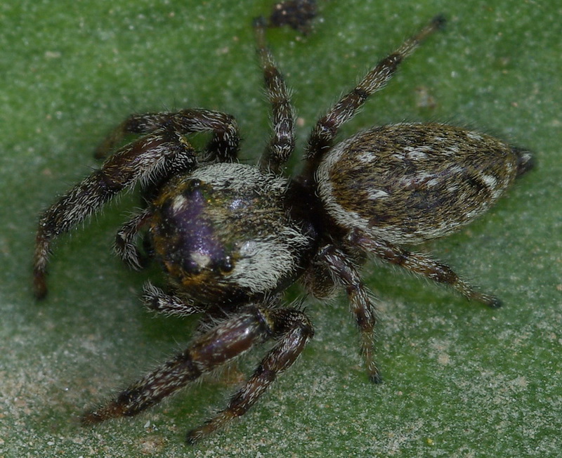 carrellata di salticidi