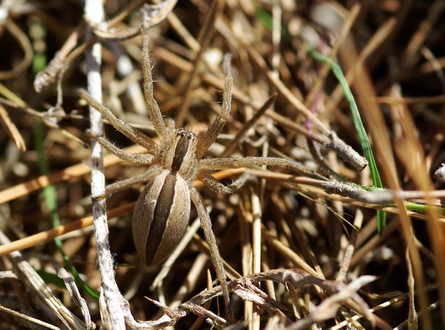 Micrommata sp.