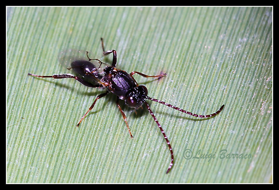 Imenotterino (Figitidae)