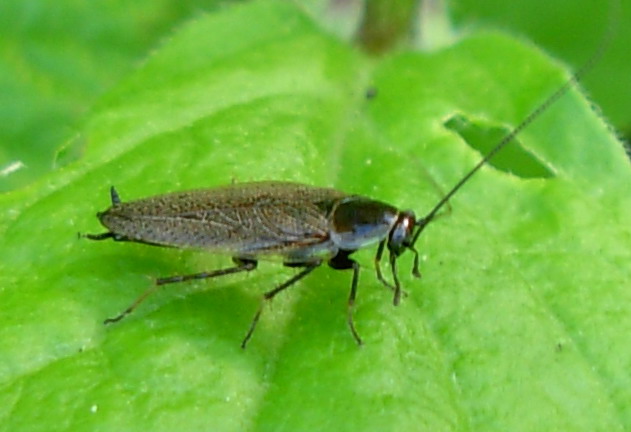 Ectobius lapponicus (Linnaeus, 1758)