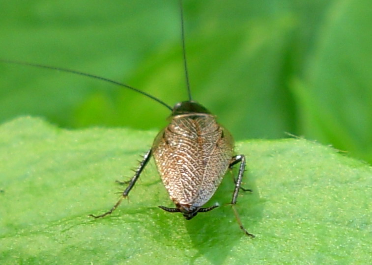 Ectobius lapponicus (Linnaeus, 1758)