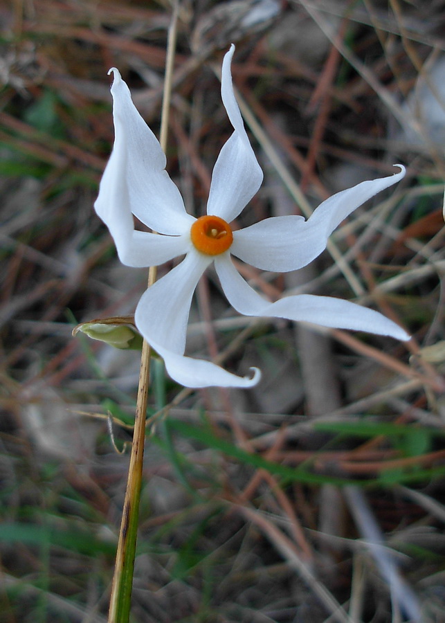 Narcissus serotinus / Narciso autunnale