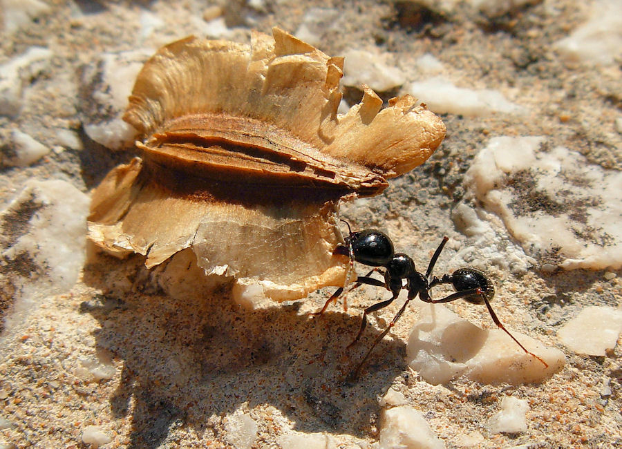 Formica ericina: probabile Messor capitatus