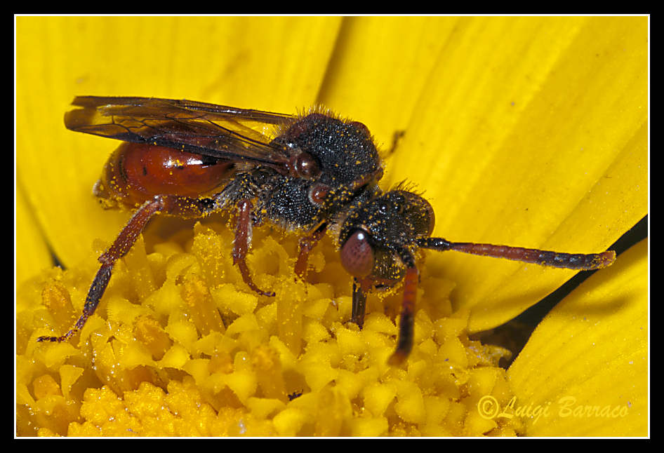 Nomada