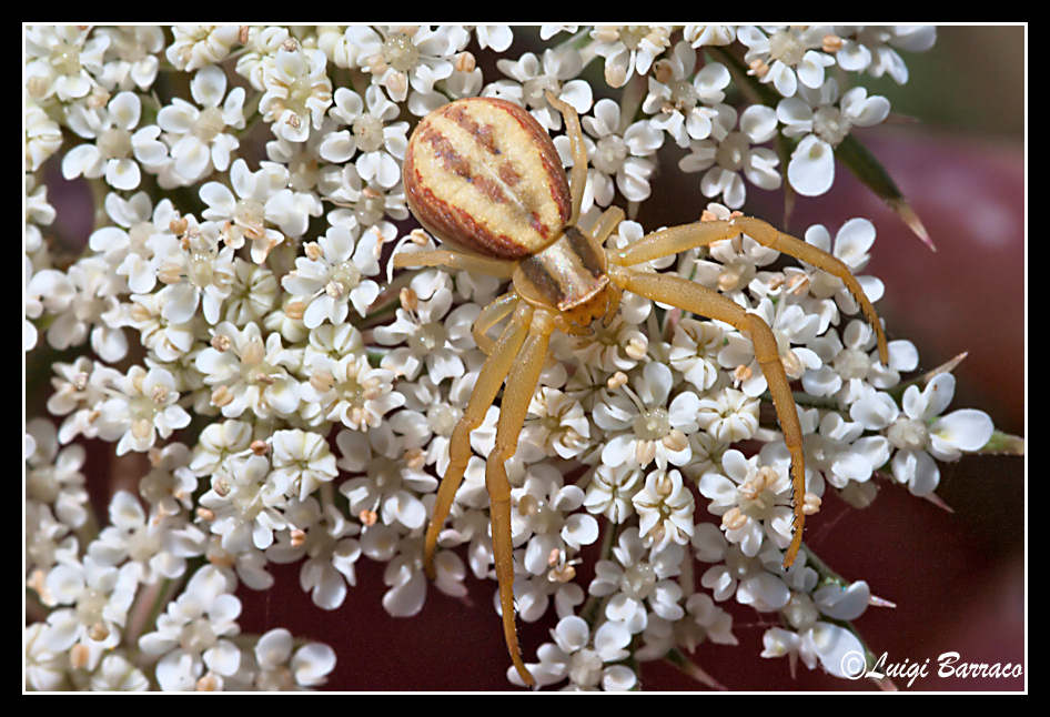 Runcinia  grammica