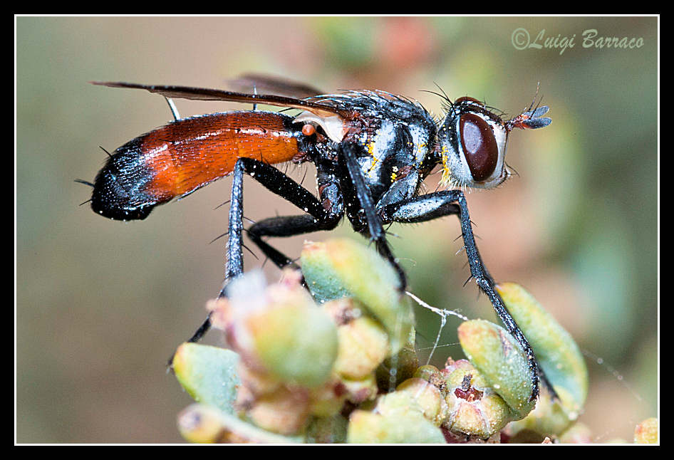 Simil vespa: Cylindromyia sp. (Tachinidae)