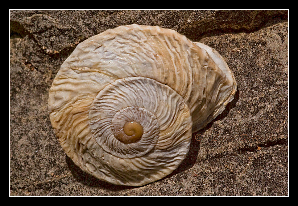 Visita a Monte Pispisa-Segesta