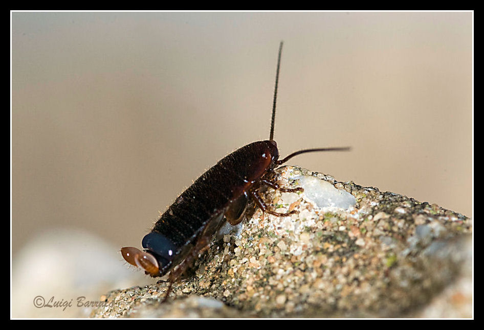 Loboptera decipiens (Germar 1817)