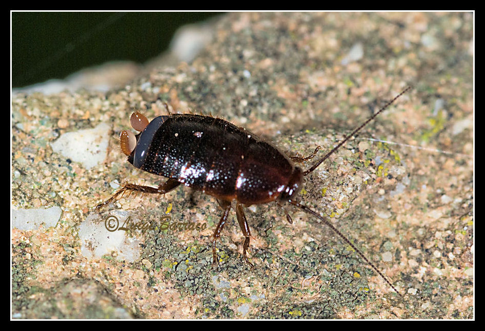 Loboptera decipiens (Germar 1817)