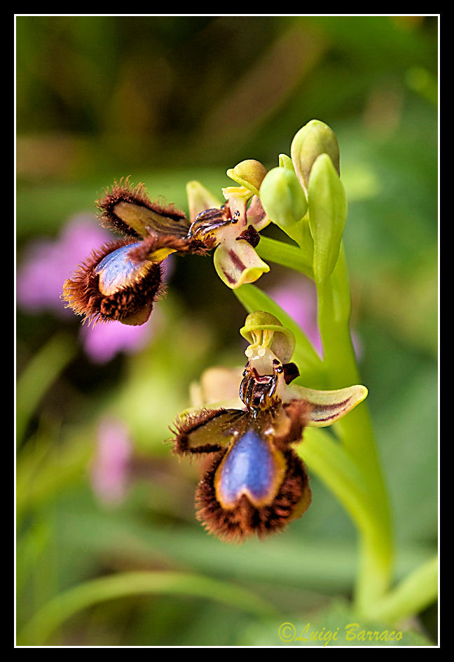 Orchidee a Cofano