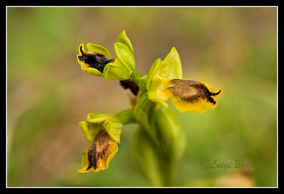 Orchidee a Cofano