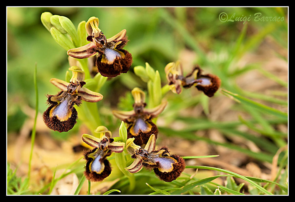 Orchidee a Cofano