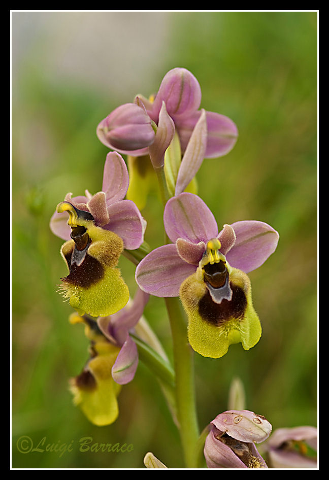 Orchidee a Cofano