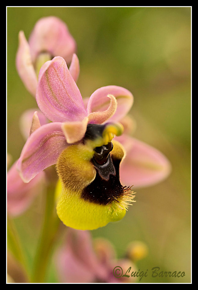 Orchidee a Cofano