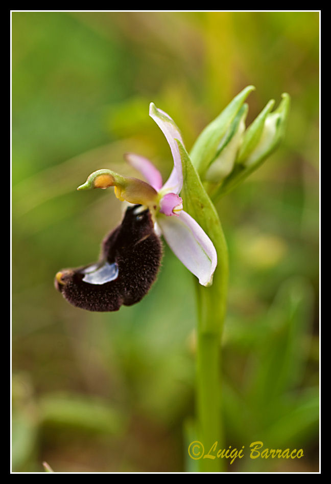 Orchidee a Cofano