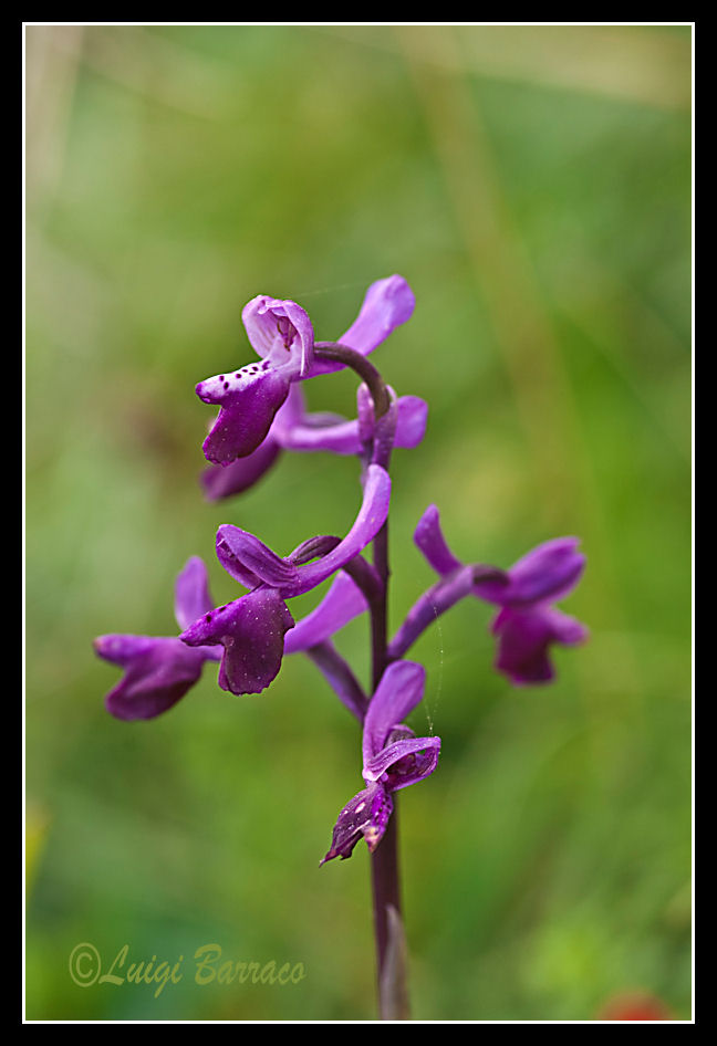 Orchidee a Cofano