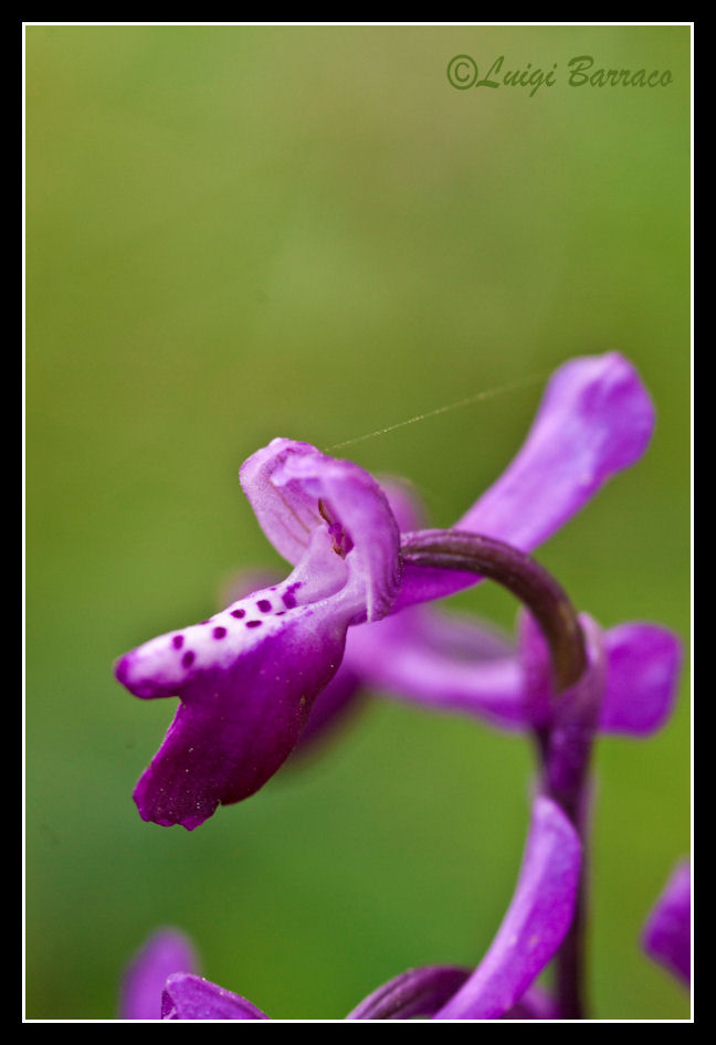 Orchidee a Cofano