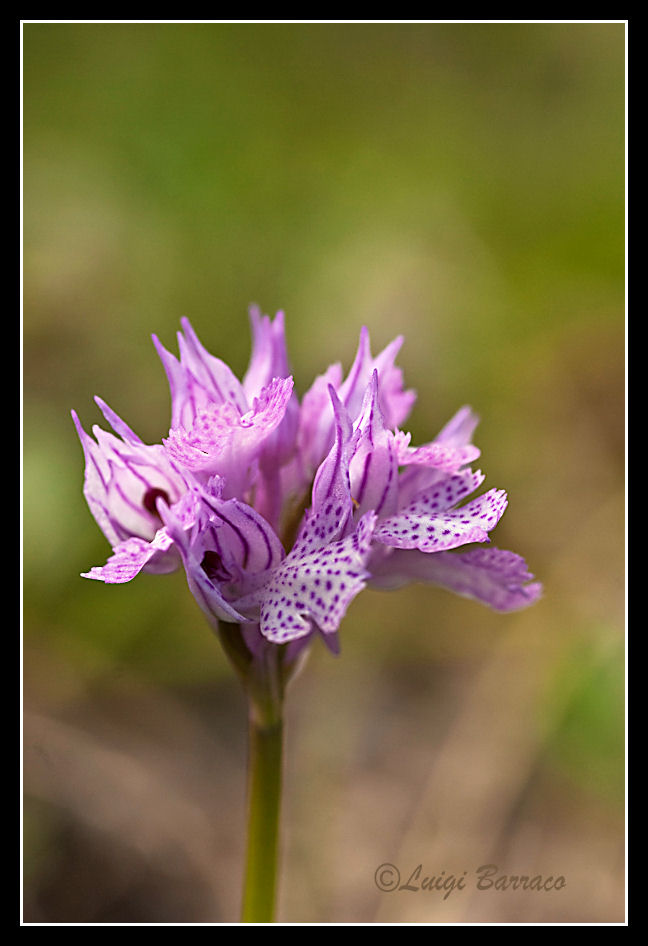 Orchidee a Cofano