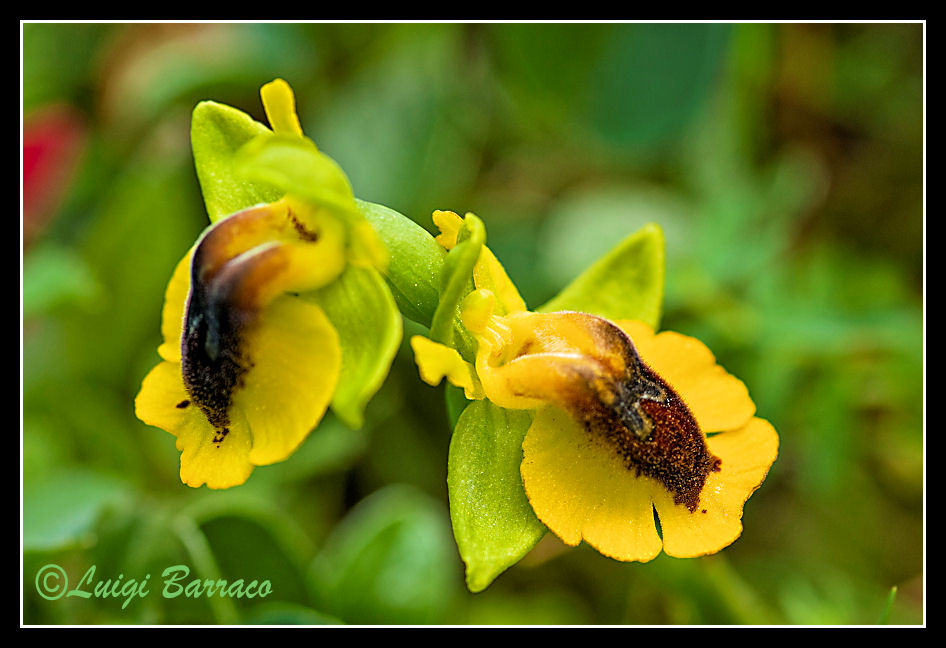 Orchidee a Cofano