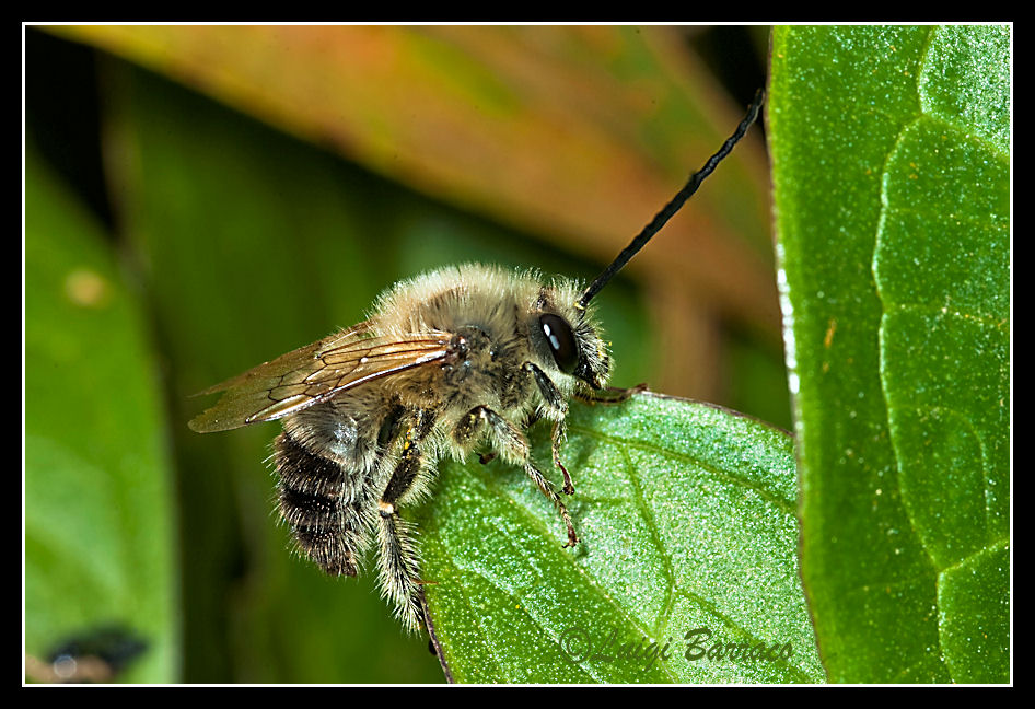 Dubbio Amletico:Eucera  o Tetralonia-> Eucera M