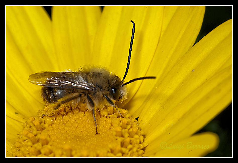 Dubbio Amletico:Eucera  o Tetralonia-> Eucera M