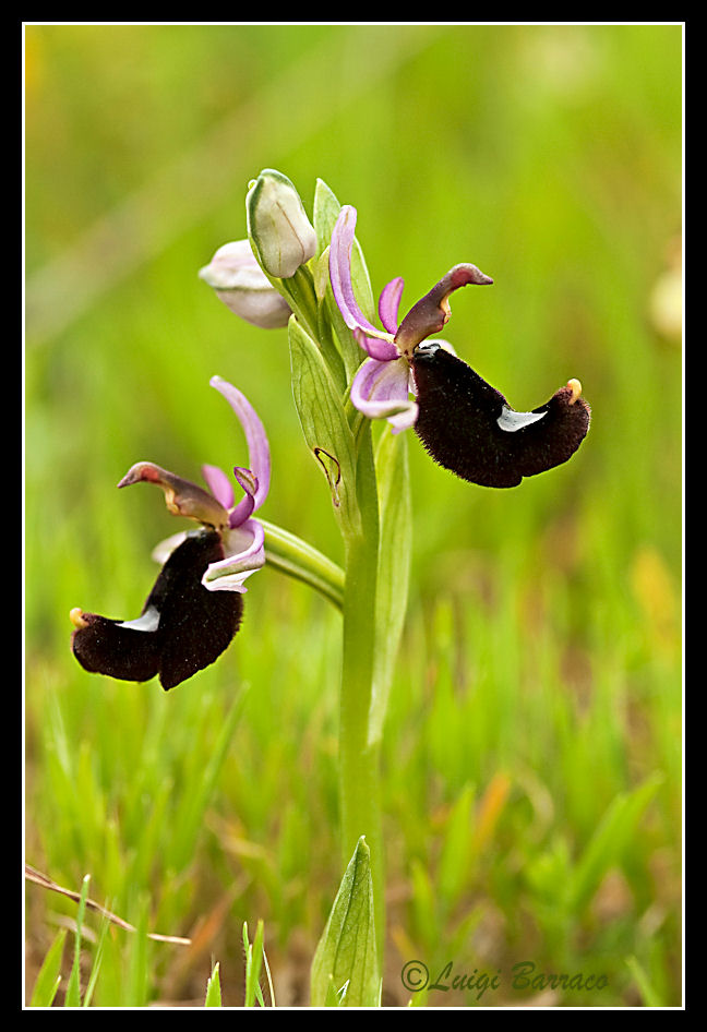 Ophrys bertolonii