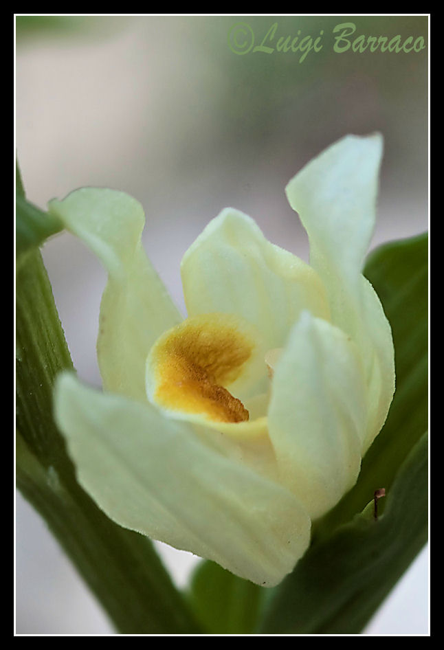 Cephalanthera damasonium - Sicilia Occidentale